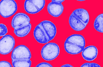 Image: Colored transmission electron micrograph (TEM) of Methicillin-resistant Staphylococcus aureus (MRSA), a Gram-positive, round (coccus) bacterium (photo courtesy Biomedical Imaging Unit, Southampton General Hospital).